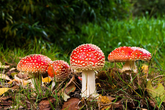 Six of The Most Popular Amanita Mushroom Strains Explained