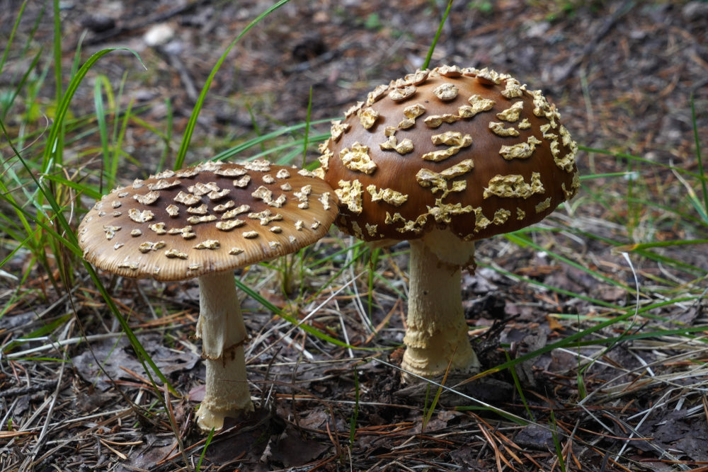 Amanita Reglis Mushroom