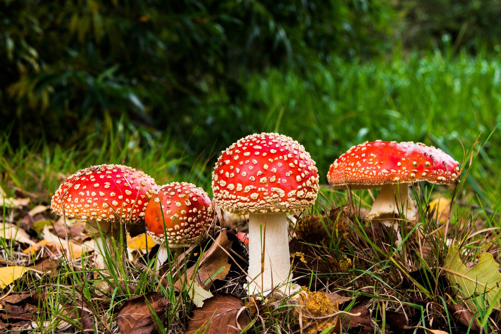 Six of The Most Popular Amanita Mushroom Strains Explained – Amanita ...