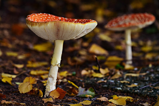 History of Amanita Muscaria: From Ancient Legends to Today
