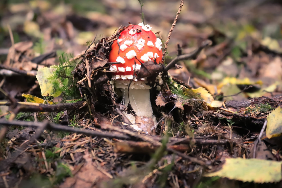 A Complete Guide: Can You Grow Amanita Mushrooms?