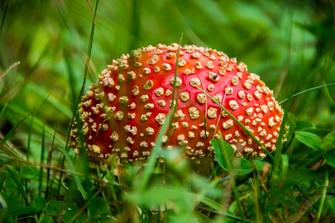 Amanita Muscaria vs Psilocybin Mushrooms: Everything You Need to Know