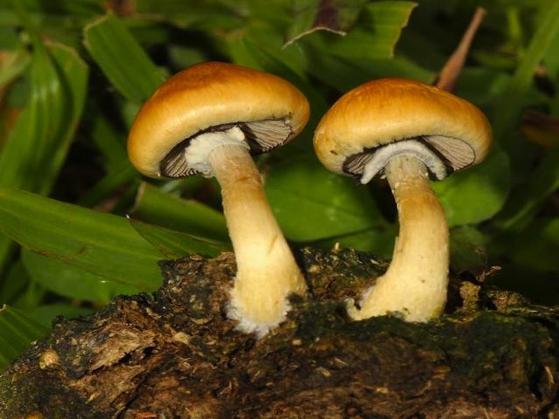 Mushroom Festival Amanita Mushrooms
