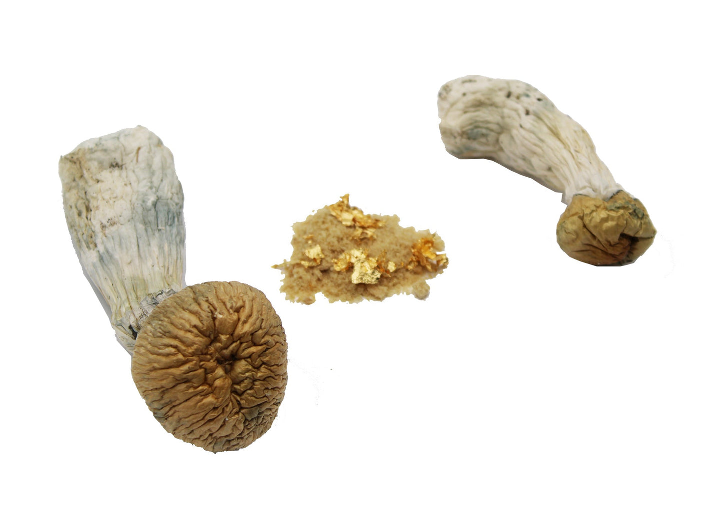 Golden Teacher Magic Mushrooms